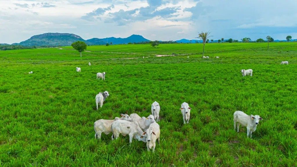 Chuvas prolongadas podem segurar preços do boi gordo em Mato Grosso