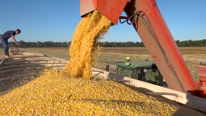 Colheita de milho chega a 40% da área em MT; Conab estima recorde na produção