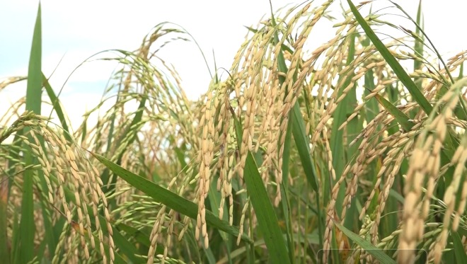 Mato Grosso assume a liderança da produção de arroz de sequeiro no ciclo 2023/24