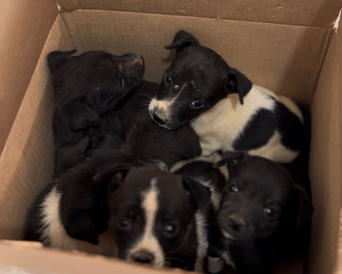 Filhotes abandonados em estrada são resgatados e ganham lar temporário em Sinop
