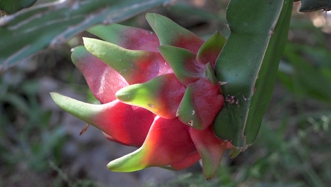 Com dedicação e apoio técnico, produtor colhe 3 mil kg de pitaya em Santa Carmem