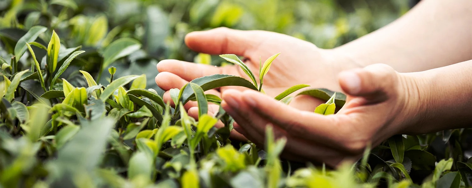 Agricultura regenerativa ganha espaço no campo como alternativa sustentável e produtiva