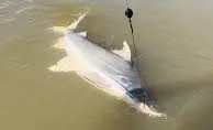 Justiça barra pesca esportiva e amplia investigação em MT