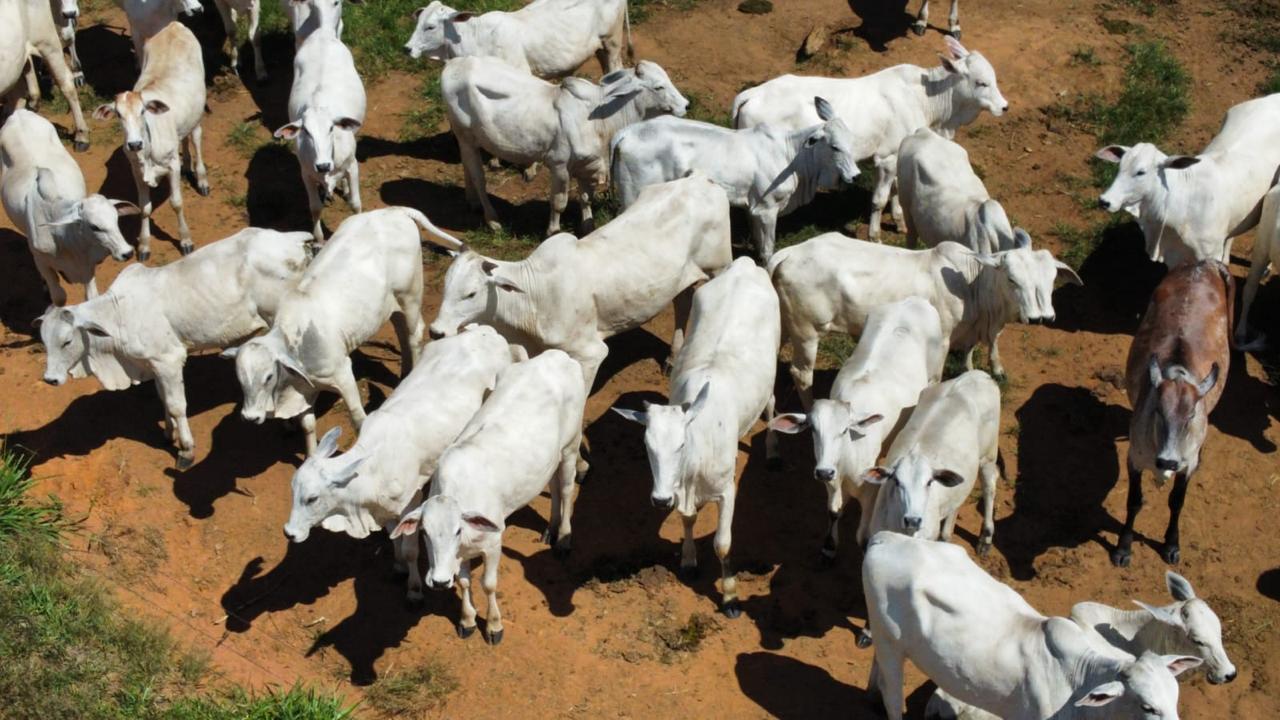 PM recupera em Juara 25 cabeças de gado furtadas