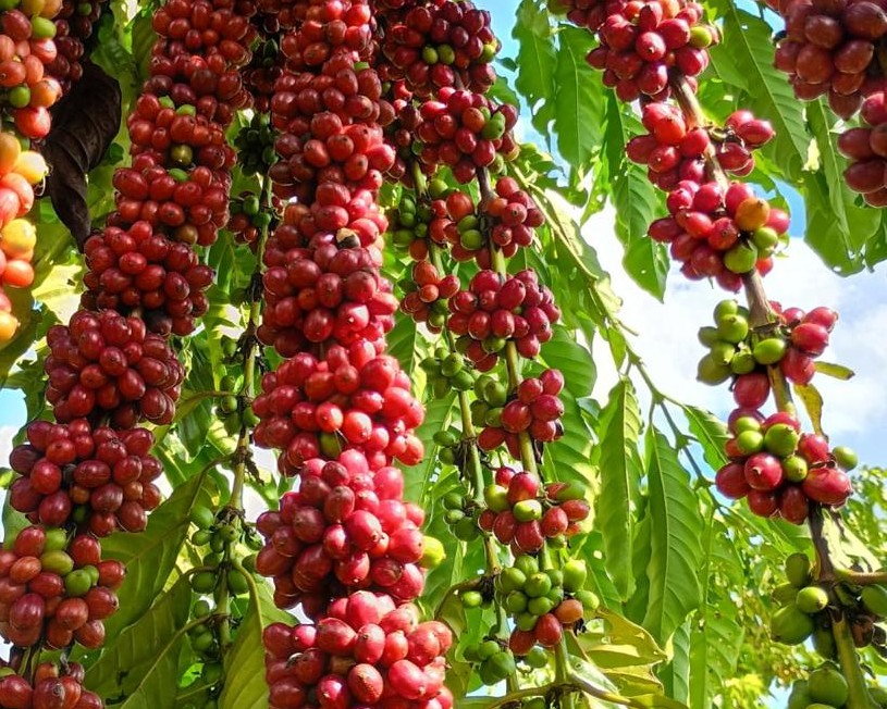 Com assistência técnica da Empaer, cafeicultura de Colniza alcança produtividade recorde